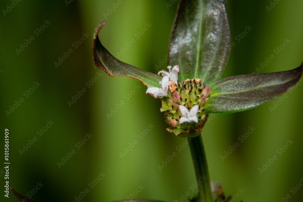 close up of a flower with leaves close up of a flower with leaves