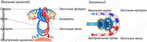ガス交換　肺　心臓　呼吸　イラスト　ロシア語