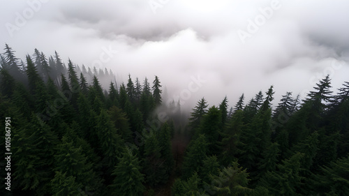 Evergreen forest view from overhead, fog rolling in, looks like the pacific northwest. Generative AI