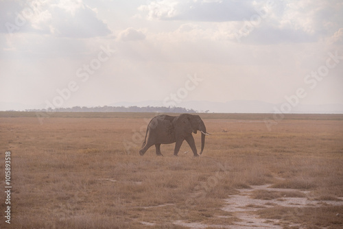 Photography Herd of elephants roams Amboseli National Park