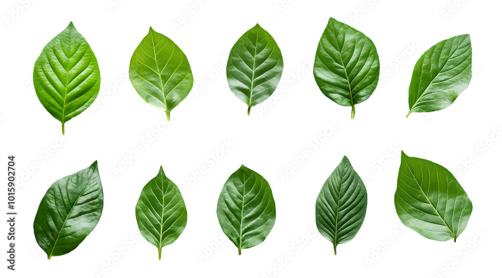 Collection of set Green leaf isolated on transparent background. PNG file, cut out Collection of set Green leaf isolated on transparent background. PNG file, cut out