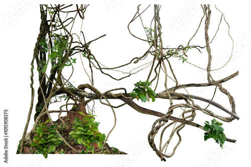 Wallpaper Mural The trunk of the tree was covered with twisted vines on a large termite nest on a white background there are copy areas and intersecting paths. Torontodigital.ca