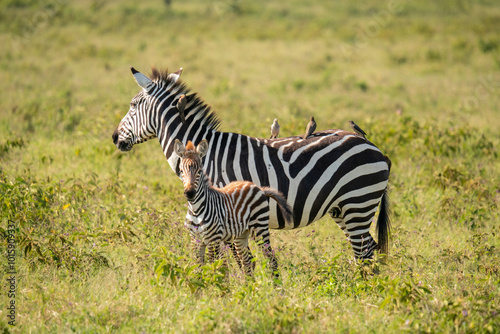 Mother zebra and her cubs roam Nakuru National Park.