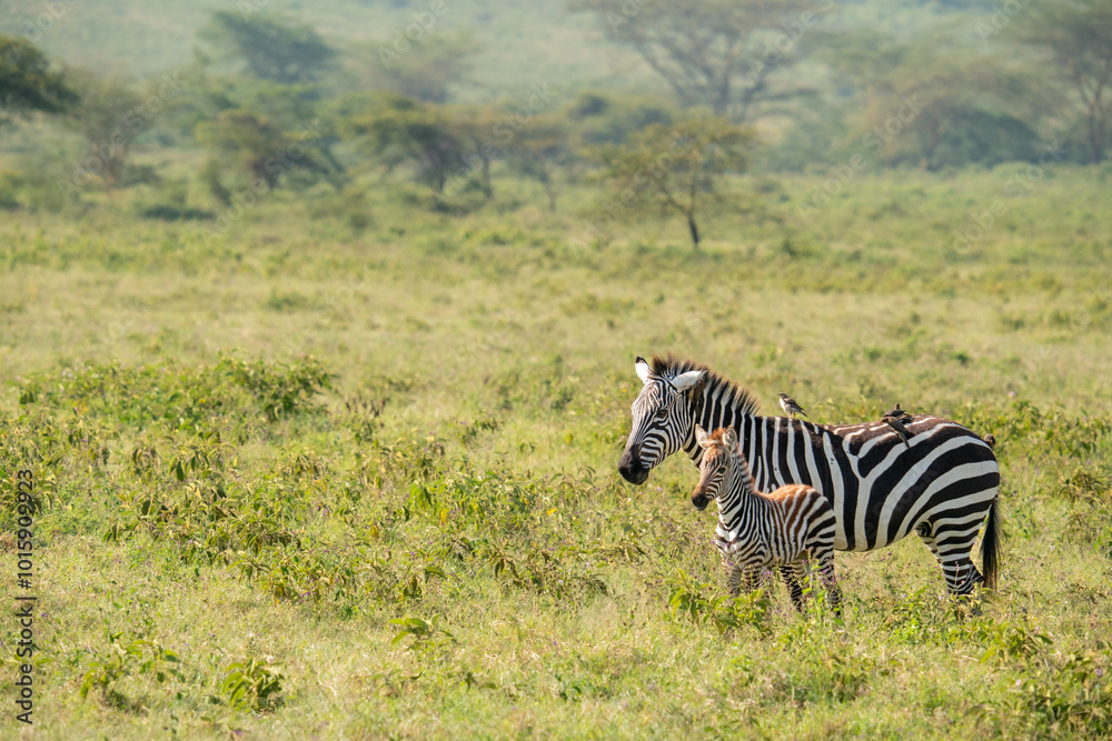 Naklejka premium Mother zebra and her cubs roam Nakuru National Park.