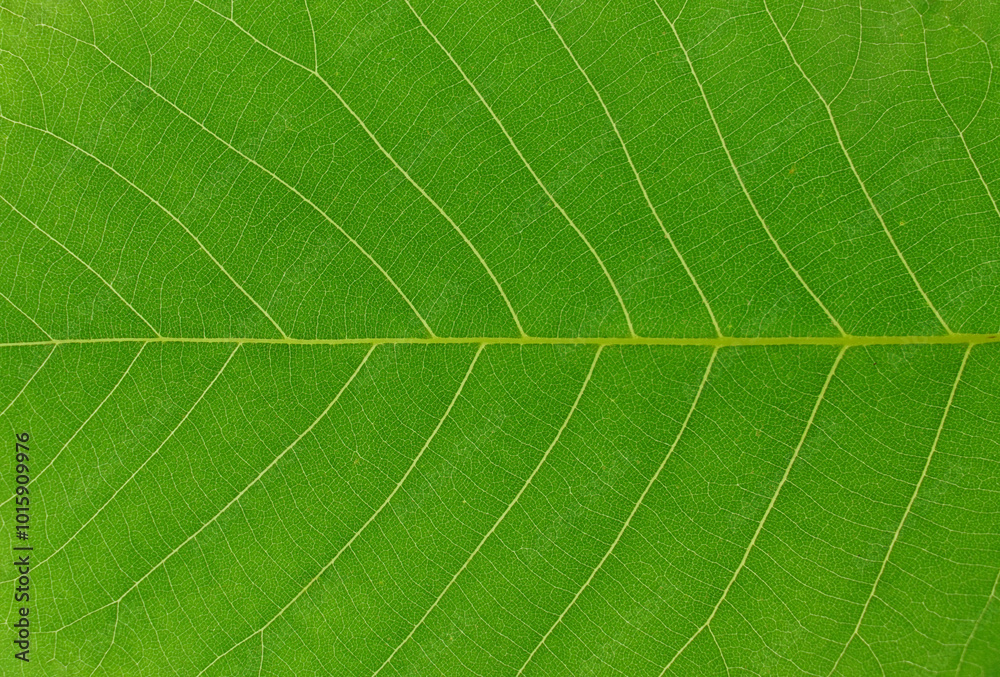 close up on green leaf texture background close up on green leaf texture background