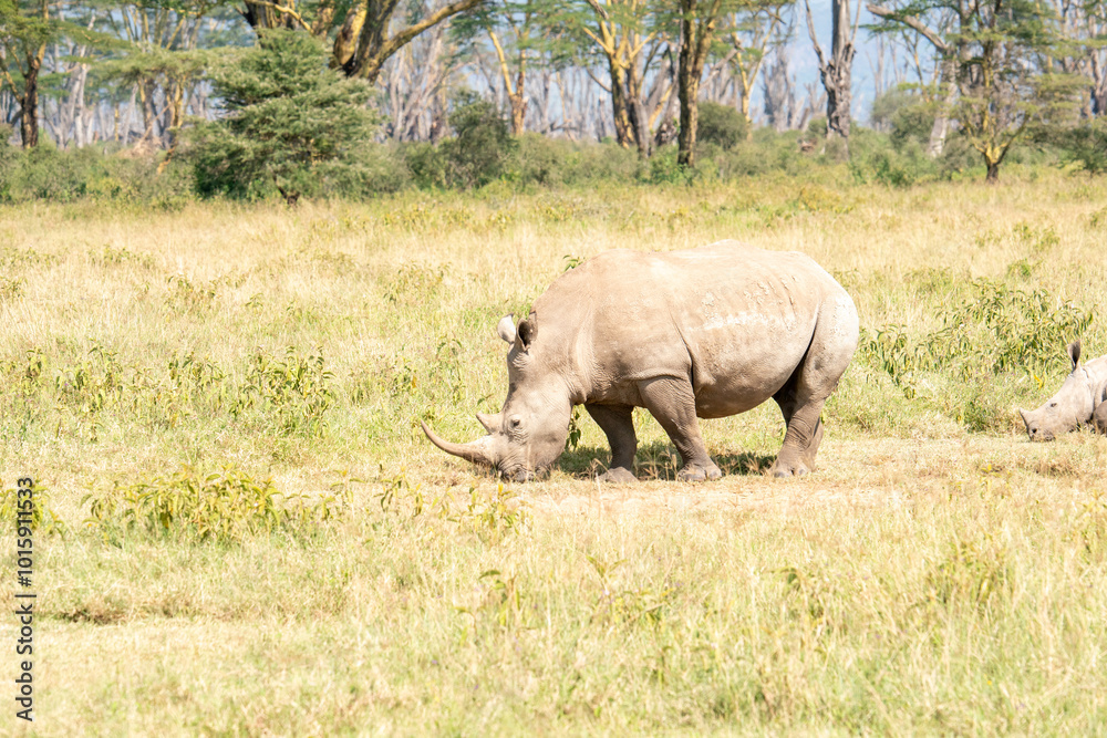 Obraz premium white rhino in Nakuru National Park
