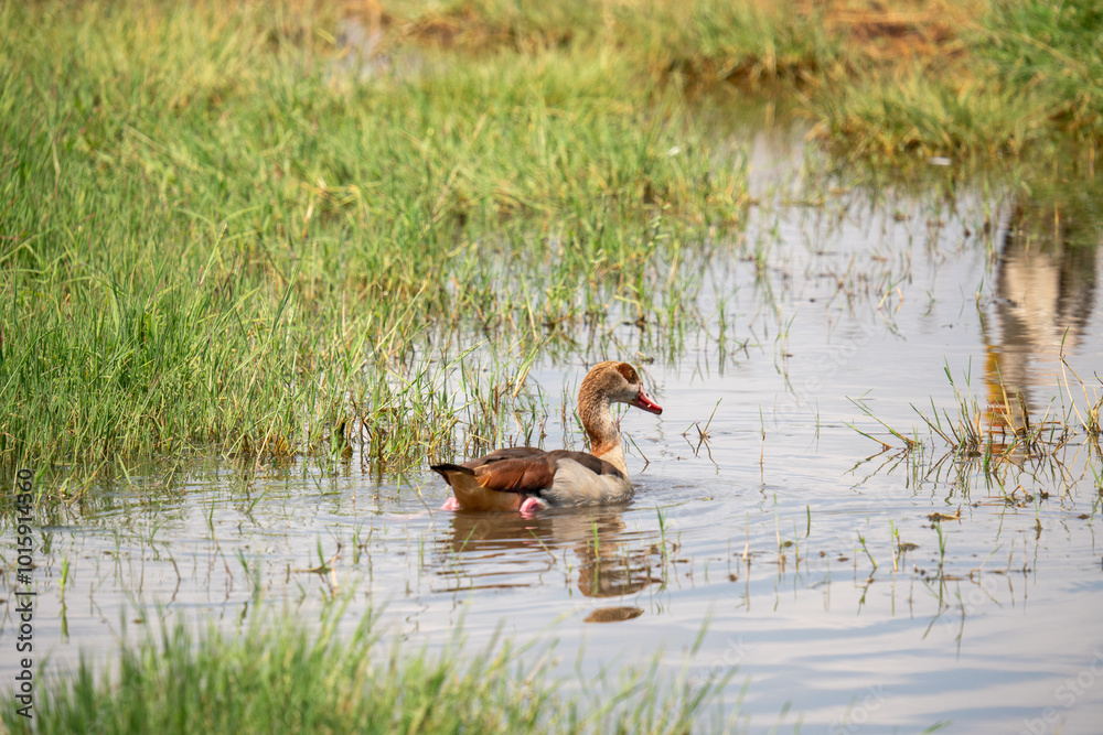 a Alopochen aegyptiaca in Nakuru National Park a Alopochen aegyptiaca in Nakuru National Park