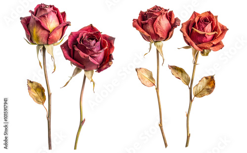 Set of Dried Red Rose Flowers Cut Out and Isolated Botanical Art