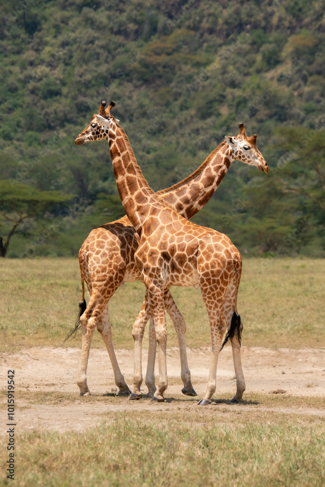 Obraz premium Two giraffes close together.