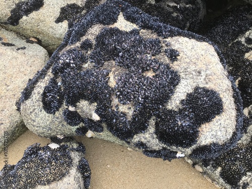 Shells on Rock at Marahau Beach NZ