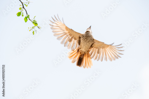 Rufous-tailed Weaver Spread wings.