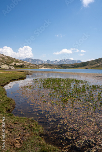 View of Lac de Nino with cows in the foreground and mountains in the background. Corsica, France, Europe.  photo