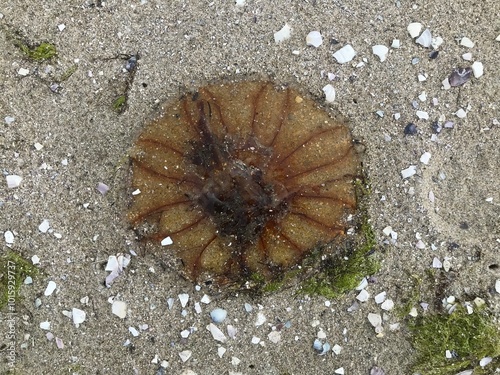 Jellyfish at Farewell Spit Inner Beach NZ