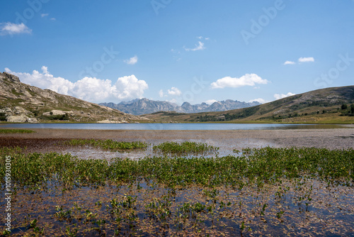 View of Lac de Nino with cows in the foreground and mountains in the background. Corsica, France, Europe.  photo