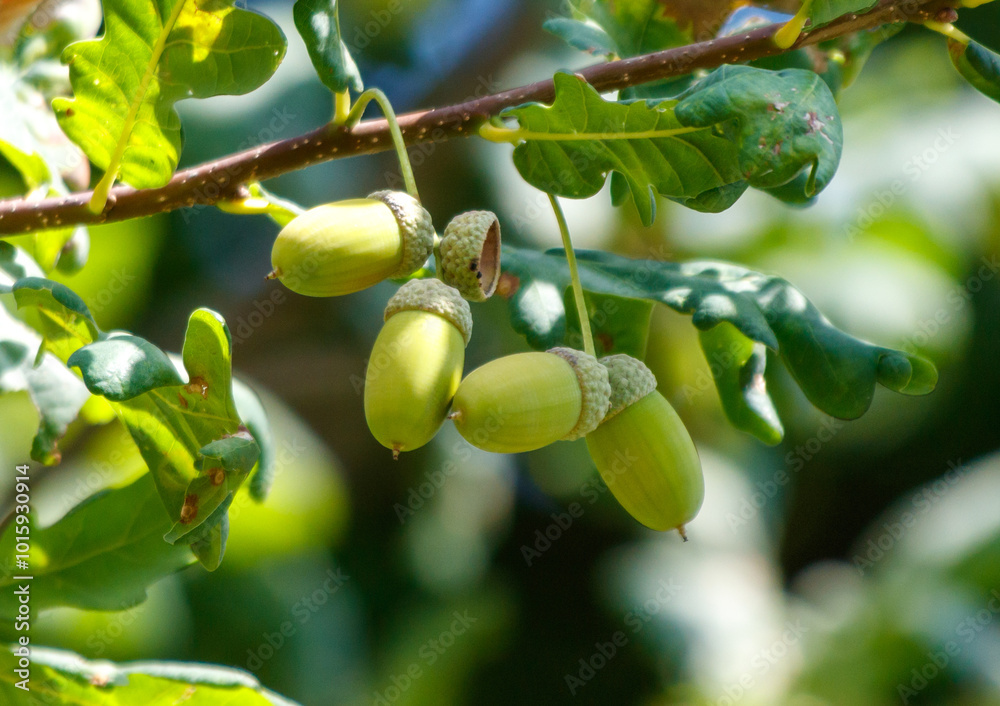 Three acorns are hanging from a tree branch