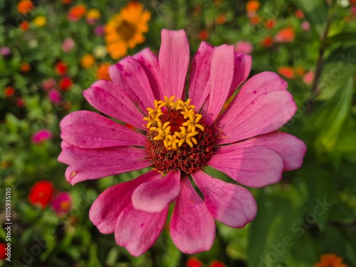 bee on flower