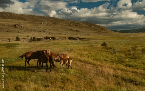 A herd of wild horses graze on a sunny day, in an open area, Olkhon Island, Lake Baikal. Screensaver, wallpaper, background, postcard. photo