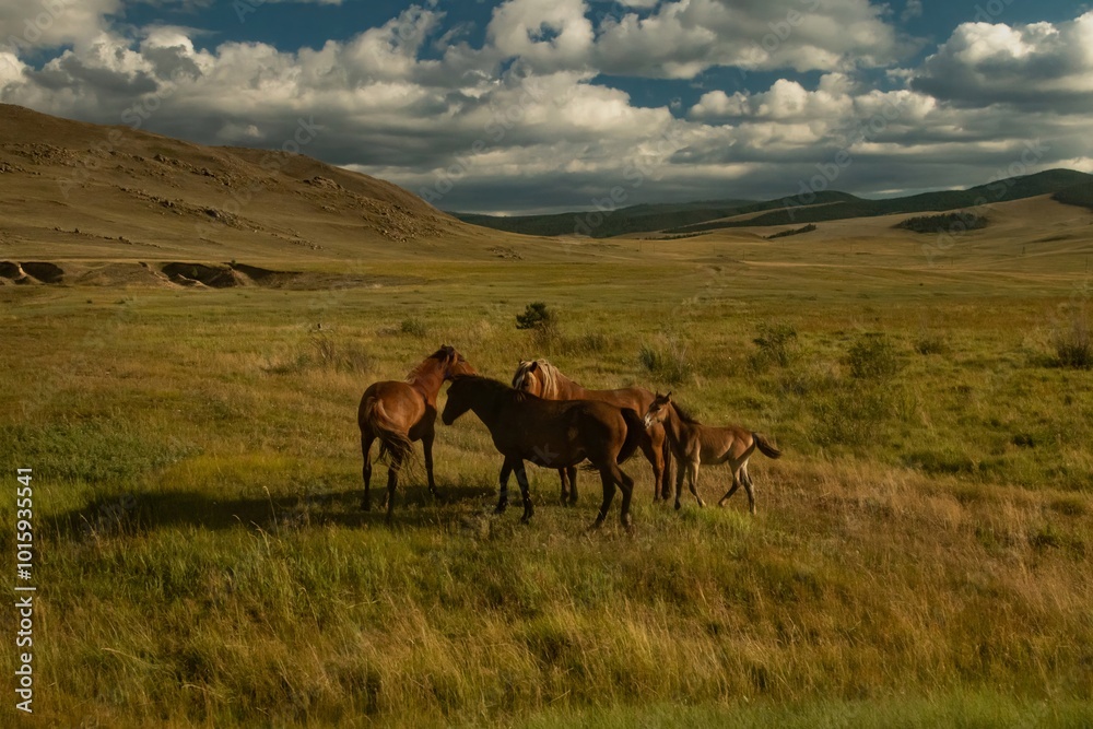 A herd of wild horses graze on a sunny day, in an open area, Olkhon Island, Lake Baikal. Screensaver, wallpaper, background, postcard. A herd of wild horses graze on a sunny day, in an open area, Olkhon Island, Lake Baikal. Screensaver, wallpaper, background, postcard.