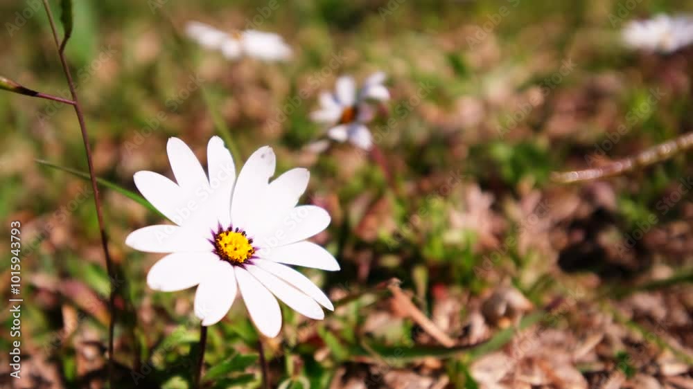 Single white daisy in full springtime bloom facing the sun in meadow, closeup Single white daisy in full springtime bloom facing the sun in meadow, closeup