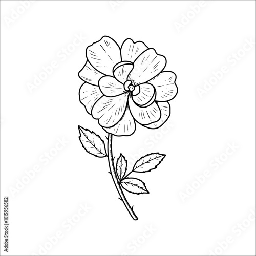 Hand drawn tea rose buds. Vector illustration