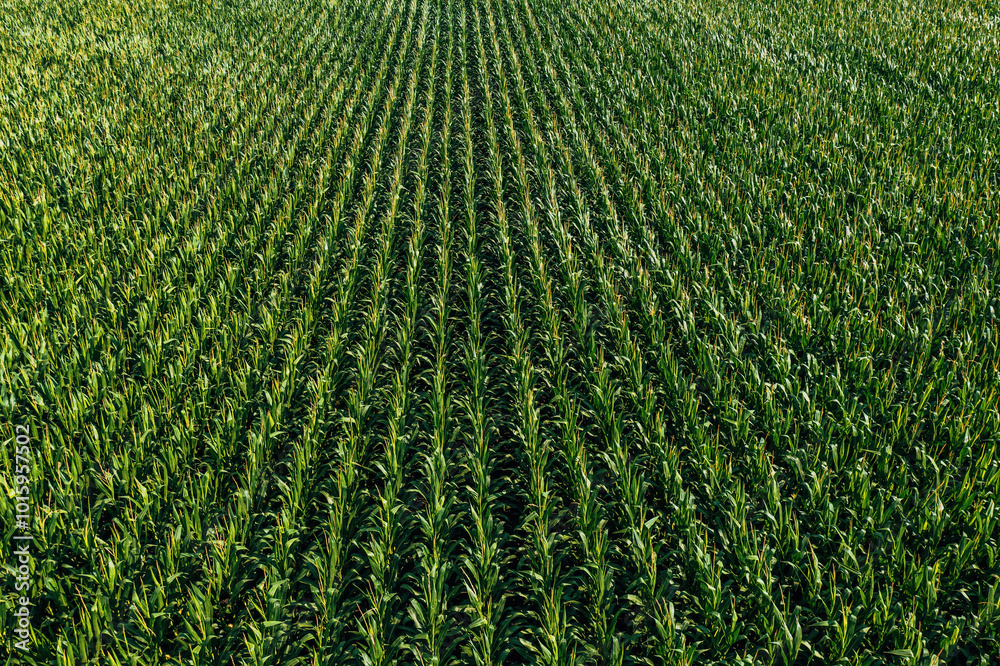 Aerial shot of lush green corn crop plantation field in diminishing perspective Aerial shot of lush green corn crop plantation field in diminishing perspective