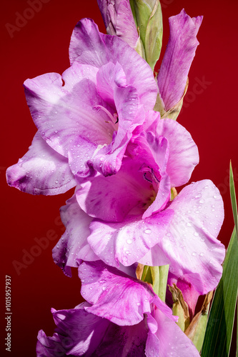 Blooming Gladiolus Spartan on a red background
