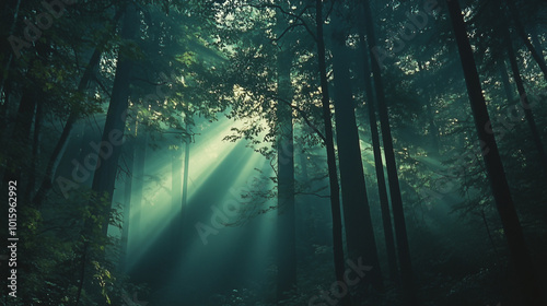 Black Forest, a dense forest with tall trees whose trunks reach the sky, sunlight penetrates through the gaps in the leaves, Ai generated images