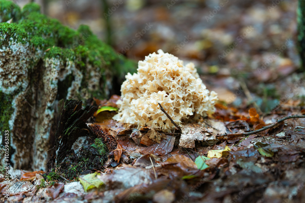 mushrooms on a tree mushrooms on a tree
