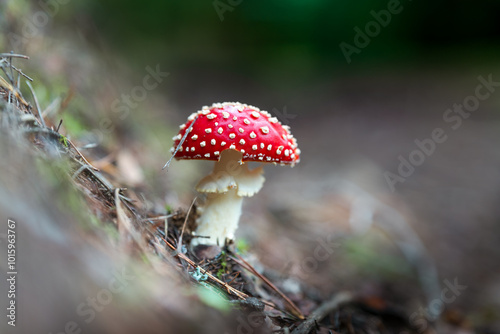 amanita muscaria fly mushroom