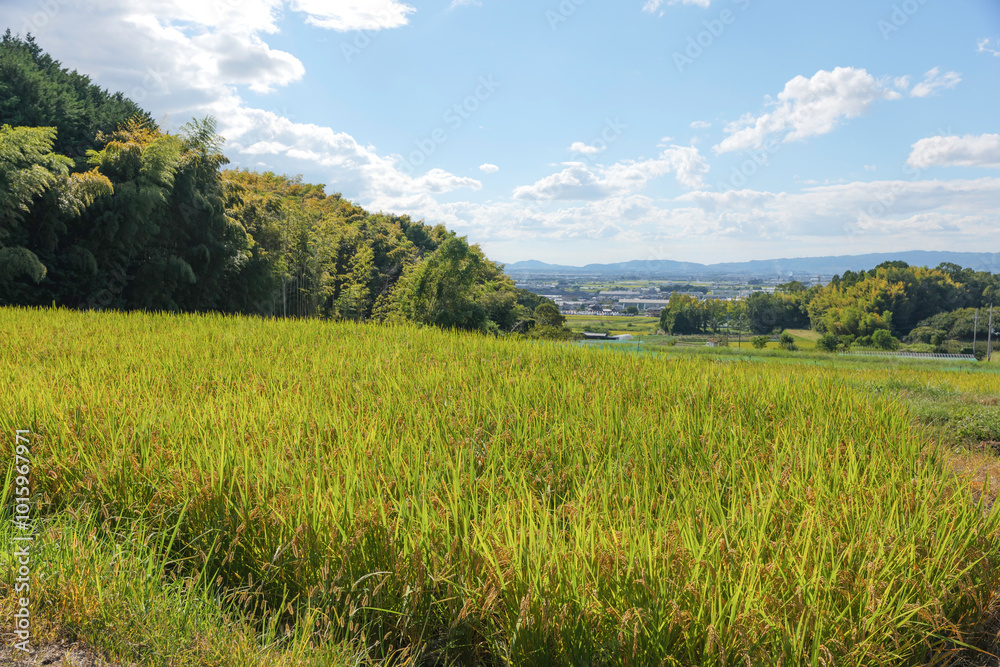 rice field grassland blue sky rice field grassland blue sky