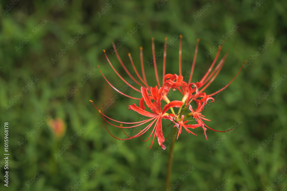 Sunset of Red spider lilies,lycoris ,radiata Sunset of Red spider lilies,lycoris ,radiata