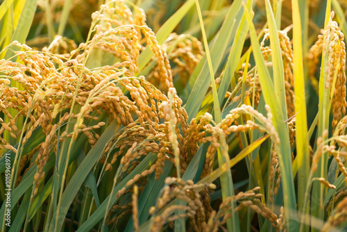 A field of golden rice with evening sun