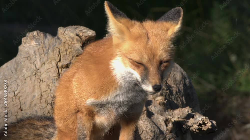 Closeup luscious russet fur of adorable red fox in sunny forest meadow Closeup luscious russet fur of adorable red fox in sunny forest meadow