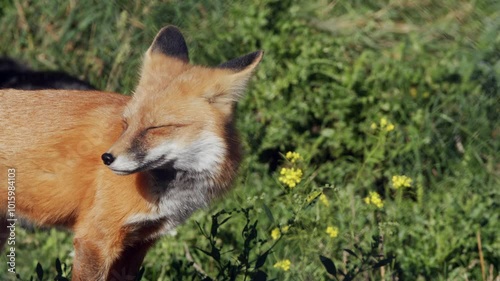Beautiful red fox vixen in forest turns her head into the sunlight