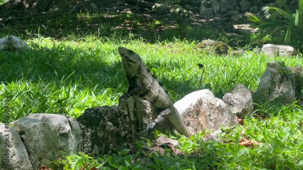 Handheld panning shot of an iguana hanging out on a rock in Playa del Carmen, Mexico. 4K Handheld panning shot of an iguana hanging out on a rock in Playa del Carmen, Mexico. 4K