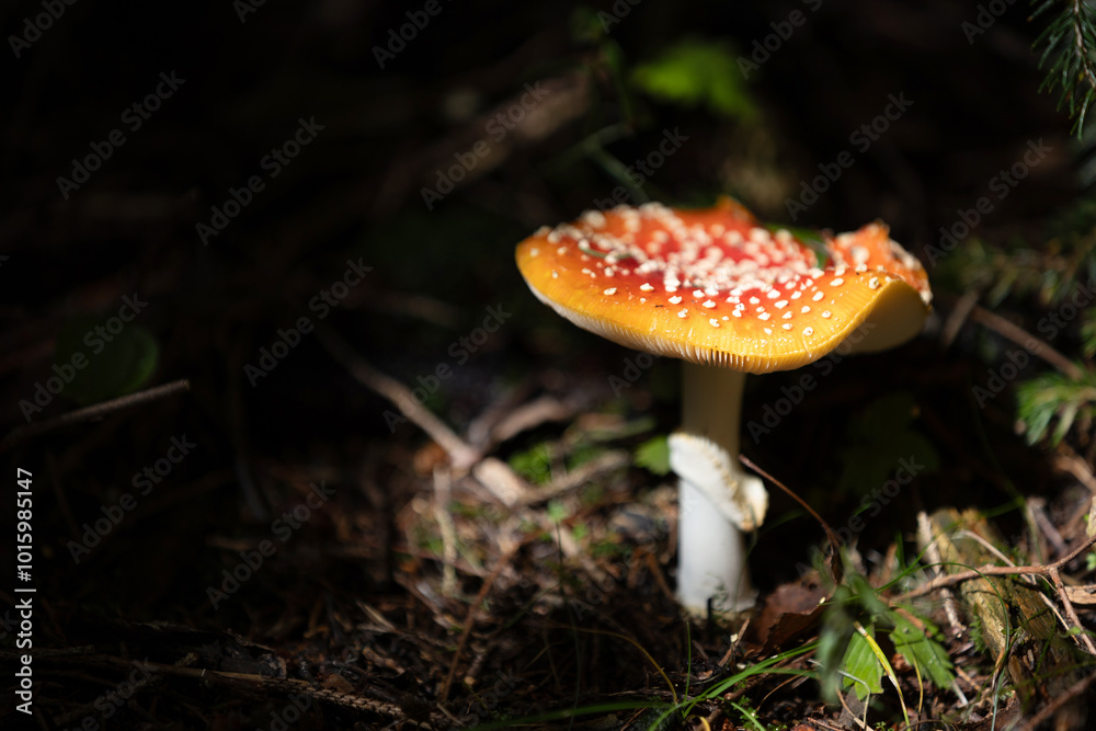 Beautiful fly agaric in forest macro view Beautiful fly agaric in forest macro view