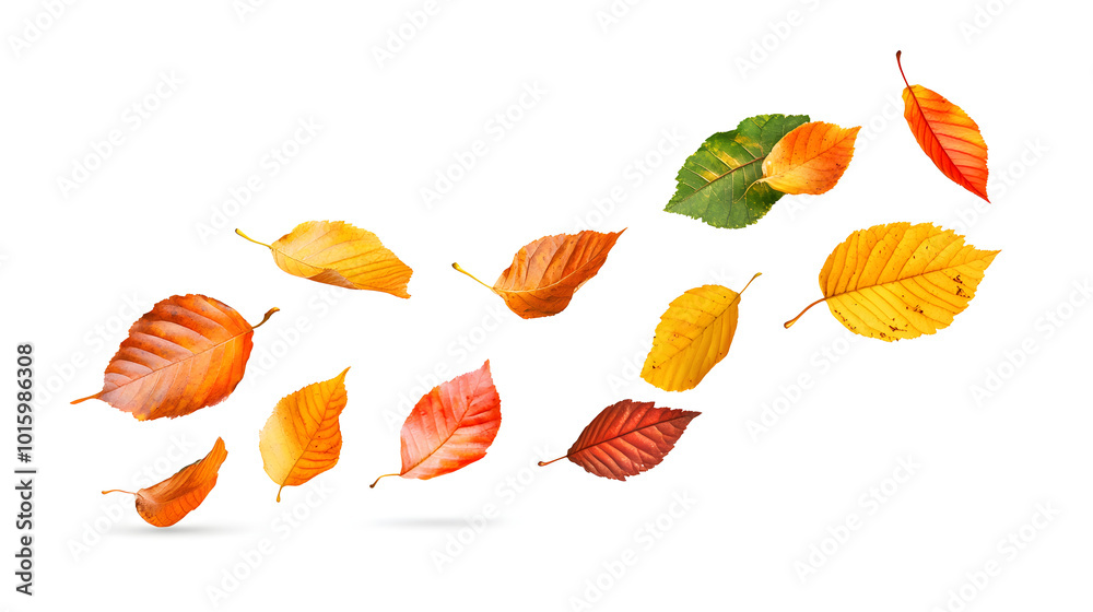 Falling Autumn Leaves White Background