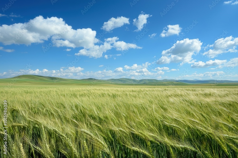 Expansive Wheat Field Swaying in the Wind Expansive Wheat Field Swaying in the Wind