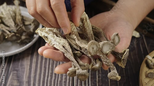 hand holding dried lyophyllum decastes on table.	 photo