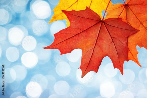 Vibrant autumn leaves soft bokeh background
