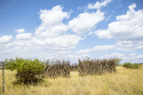 A simple traditional cowshed made from tree branches 