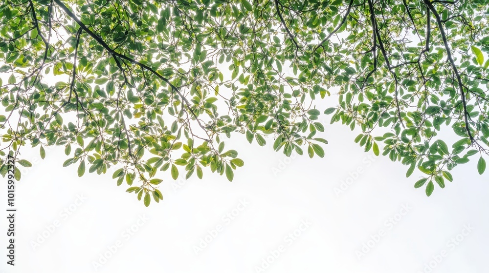 Fresh green tree leaves soft sky background Fresh green tree leaves soft sky background