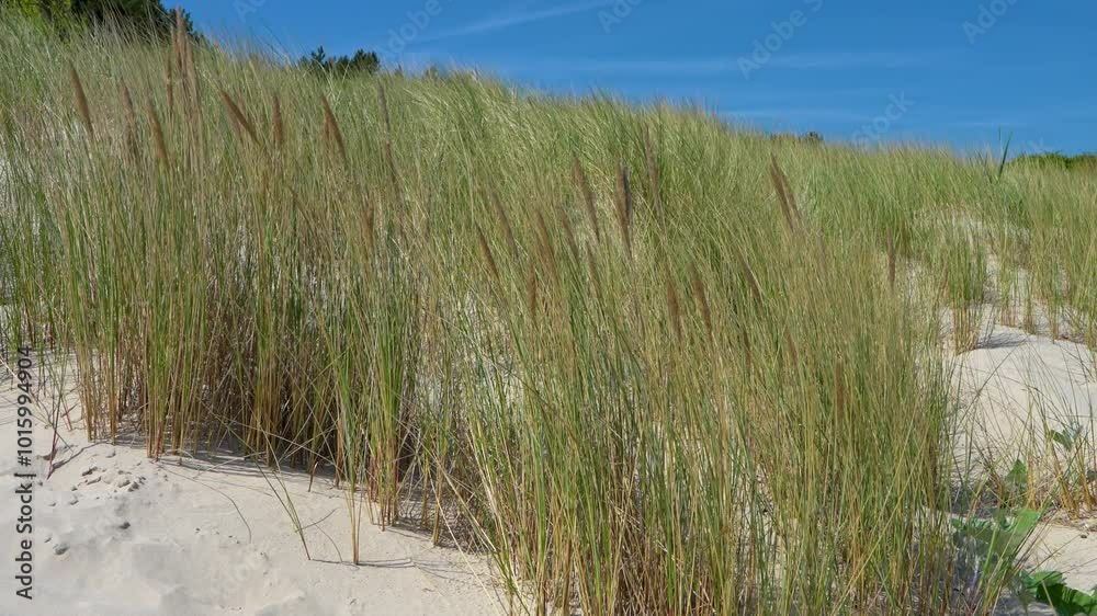 Beautiful landscape. Sand dunes against blue sky, grass slowly moving in wind. Grass grows on sand. Baltic Sea. Beautiful landscape. Sand dunes against blue sky, grass slowly moving in wind. Grass grows on sand. Baltic Sea.
