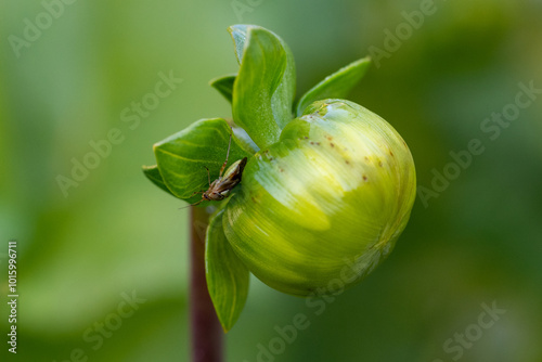 Tableau sur toile Tarnished plant bug