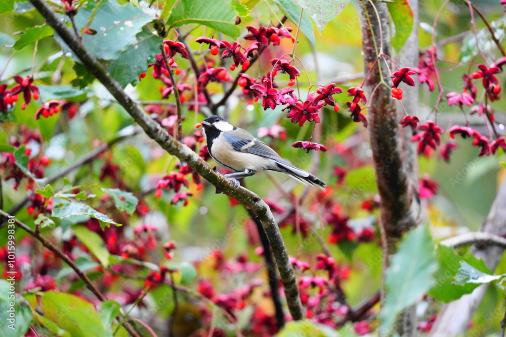 Obraz premium Japanese tit perched on a Korean spindle tree branch eating red fruit