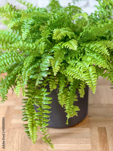 Boston ferns or Green Lady houseplant on wooden floor 