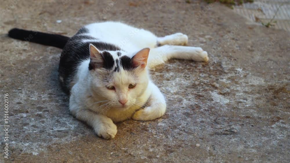 A beautiful black and white cat rests in the summer, lying on an uneven ...