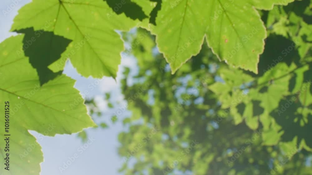 Sun rays shine through green forest trees leaves at summer day. Sunny morning in park. Nature background Sun rays shine through green forest trees leaves at summer day. Sunny morning in park. Nature background