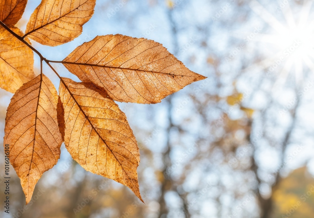 Vibrant autumn leaf against blurred background Vibrant autumn leaf against blurred background