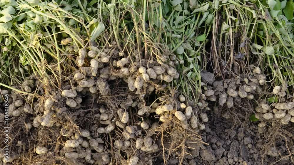 fresh harvested peanuts with roots in a field. harvest of peanut plants.